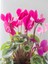 Videolu Sıklamen Çiçeği Parlak Yapraklı Koyu Pembe Renk (20 30CM)1 Adet Saksılı Hediyelik Cyclamen 4