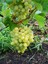 Videolu Bol Sulu Tatlı Çekirdeksiz Üzüm (40 60 Cm)Tüplü Dış Mekan Bitkisi Thompson Seedless 1
