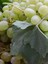 Videolu Bol Sulu Tatlı Çekirdeksiz Üzüm (40 60 Cm)Tüplü Dış Mekan Bitkisi Thompson Seedless 2