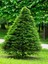 Videolu Limon Çamı Limoni Servi (30 50 Cm)1 Adet Tüplü Dış Mekan Ağaç Cupressus Macrocarpa Goldcrest 1