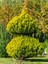 Videolu Limon Çamı Limoni Servi (30 50 Cm)1 Adet Tüplü Dış Mekan Ağaç Cupressus Macrocarpa Goldcrest 3
