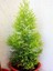 Videolu Limon Çamı Limoni Servi (30 50 Cm)1 Adet Tüplü Dış Mekan Ağaç Cupressus Macrocarpa Goldcrest 4