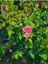 Videolu 1 Adet Canlı Pembe Bodur Gül Fidanı 20-40 cm Tüplü Çiçekli Bodur Bitkiler Pink Rose 2