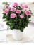 Videolu 1 Adet Canlı Pembe Bodur Gül Fidanı 20-40 cm Tüplü Çiçekli Bodur Bitkiler Pink Rose 4