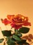 Videolu 1 Adet Canlı Turuncu Bodur Gül Fidanı 20-40 cm Tüplü Çiçekli Bodur Bitkiler Orange Rose 1
