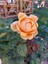 Videolu 1 Adet Canlı Turuncu Bodur Gül Fidanı 20-40 cm Tüplü Çiçekli Bodur Bitkiler Orange Rose 2
