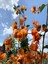 Videolu Kayısı Rengi Begonvil (40 50 Cm)1 Adet Saksılı/ Tüplü Dış Mekan Bitkisi Bougainvillea 2