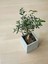 Videolu Zeytin Fidanı 4 Adet Saksılı/tüplü (50-70CM) 1. Kalite Çok Yıllık (Olive Sapling) 2