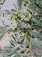Videolu Zeytin Fidanı 4 Adet Saksılı/tüplü (50-70CM) 1. Kalite Çok Yıllık (Olive Sapling) 4
