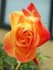 Videolu Koyu Somon Rengi Gül Fidanı Aşılı Saksılı 2 Adet (50-70CM) Dış Mekan (Salmon Roses) 3