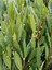 Videolu 1 Adet Defne Fidanı 30-60 cm Tüplü Çiçekli Bodur Bitkiler (Laurus Nobilis) 3