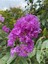 Videolu Mor Renkli Oya Çiçeği Fidanı (40 85 Cm)1 Adet Saksılı Dış Mekan Ağacı Lagerstroemia Indica 1