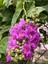 Videolu Mor Renkli Oya Çiçeği Fidanı (40 85 Cm)1 Adet Saksılı Dış Mekan Ağacı Lagerstroemia Indica 3