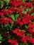 Videolu 1 Adet Kıpkırmızı Atatürk Çiçeği 30-40 cm Saksılı Iç Mekan Bitkiler Poinsettia 2