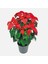 Videolu 1 Adet Kıpkırmızı Atatürk Çiçeği 30-40 cm Saksılı Iç Mekan Bitkiler Poinsettia 3