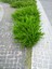 Videolu Limon Çamı Limoni Servi (50 60 Cm) 1 Adet Saksılı Dış Mekan Ağaç Cupressus Macrocarpa 1