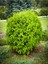 Videolu Limon Çamı Limoni Servi (50 60 Cm) 1 Adet Saksılı Dış Mekan Ağaç Cupressus Macrocarpa 2