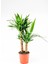 Yucca 2 Gövde - Yuka Hançer 'avize' Çiçeği Yukka - Ev Ofis Salon Iç Mekan Bitkisi - 100 cm 1