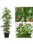 Yeşil Şeflera Tek Dallı Salon Bitkisi Schefflera 70-80 cm Iç Mekan Bitkisi 1