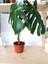 Deve Tabanı Monstera Deliciosa 1