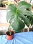 Deve Tabanı Monstera Deliciosa 2