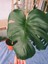 Deve Tabanı Monstera Deliciosa 3
