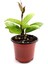 Mum Çiçeği Mum Bitkisi Hoya Carnaso 10 - 15 cm 1