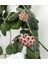 Mum Çiçeği Mum Bitkisi Hoya Carnaso 10 - 15 cm 2