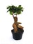 Ficus Ginseng Bonsai 20-30 cm 2