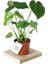 Monstera Deliciosa Deve Tabanı Ev Ofis Salon Iç Mekan Bitkisi - 40-50 cm 1