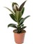 Ficus Elastica Kauçuk Bitkisi 1