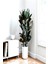Kauçuk Bitkisi (Ficus Elastica) 70-80CM 1