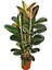Kauçuk Bitkisi (Ficus Elastica) 70-80CM 2
