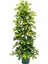 Şeflera Bitkisi 140 150 cm Schefflera Bitkisi 5 Parmak Bitkisi Ev Bitkisi Ofis Bitkisi Tek Kök 1