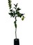 Tüplü Yediveren Limon Fidanı 2 Yaş Aşılı (90-150 Cm) Bol Verimli 2