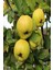 Eşme Aromatik Ayva Fidanı Aşılı Bol Verimli (Soğuğa Dayanıklı) 70- 90 cm 1