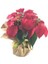 Atatürk Çiçeği Ponsetya Poinsettia & Kağıda Sarım Saksıda Hediyelik Canlı Çiçek 1