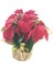 Atatürk Çiçeği Ponsetya Poinsettia & Kağıda Sarım Saksıda Hediyelik Canlı Çiçek 3