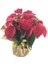 Atatürk Çiçeği Ponsetya Poinsettia & Kağıda Sarım Saksıda Hediyelik Canlı Çiçek 1