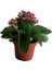 Kalanchoe - Kalanşo Çiçeği (Mor Çiçekli) 1