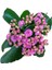 Kalanchoe - Kalanşo Çiçeği (Mor Çiçekli) 2