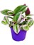 Ithal Telgraf Çiçeği Nanouk Tradescantia 1