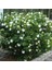 Gardenya Çiçeği, 20-30 Cm. Gardenia Jasminoides 1