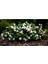 Gardenya Çiçeği, 20-30 Cm. Gardenia Jasminoides 3