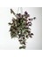 Dönmez Çiçek Telgraf Çiçeği Askılı Saksı Tradescantia Zebrina Çiçeği 1