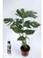 Deve Tabanı Çiçeği Besin Hediyeli Monstera Deliciosa 1