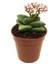 Crassula Spring Time Çiçek Açan Sukulent 2
