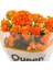 Kalanşo Kalanchoe (Emel Hanım) Çiçeği Turuncu Renk 1