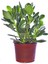 Para Ağacı Çiçeği Yeşim Bitkisi Crassula Ovata Fidanı Dolgun 20-25CM 1