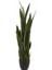 Kılıç Çiçeği Paşa Kılıcı 40-60 cm Peygamber Kılıcı Ev Bitkisi Ofis Bitkisi Salon Bitkisi 2